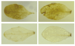 Screen Shot 2016-07-14 at 4.35.04 PM